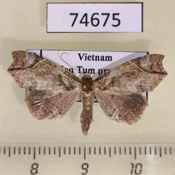 Noctuidae Parolulis renalis Vietnam