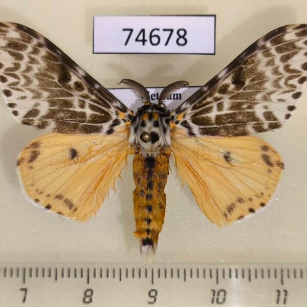 Lymantridae Lymantria mathura Vietnam