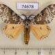 74678p Lymantridae Lymantria mathura Vietnam $8