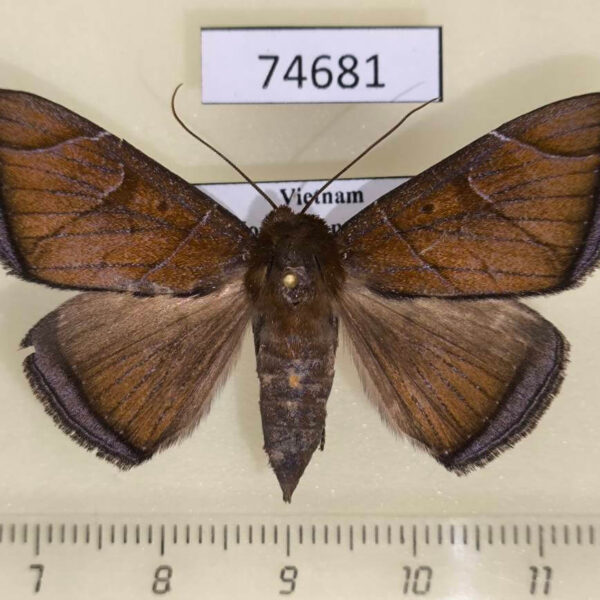 Noctuidae Platyja sp. Vietnam