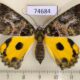 74684p Geometridae Pachyodes crocina f Vietnam $12