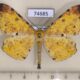 74685p Geometridae Dalima apicata Vietnam $9