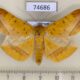 74686p Noctuidae Hamodes lutea Vietnam $12