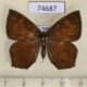 74687p Callidulidae Tetragonus catamitus Vietnam $10