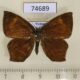 74689p Callidulidae Tetragonus catamitus Vietnam $10