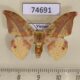 74691p Drepanidae Oreta brunnea Vietnam $8