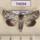 74694p Noctuidae Macrobarasa xantholopha Vietnam $18