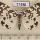 74698p Arctiidae Pitasila varians Vietnam $15