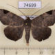 74699p Noctuidae Mecodina praecipua Vietnam $9