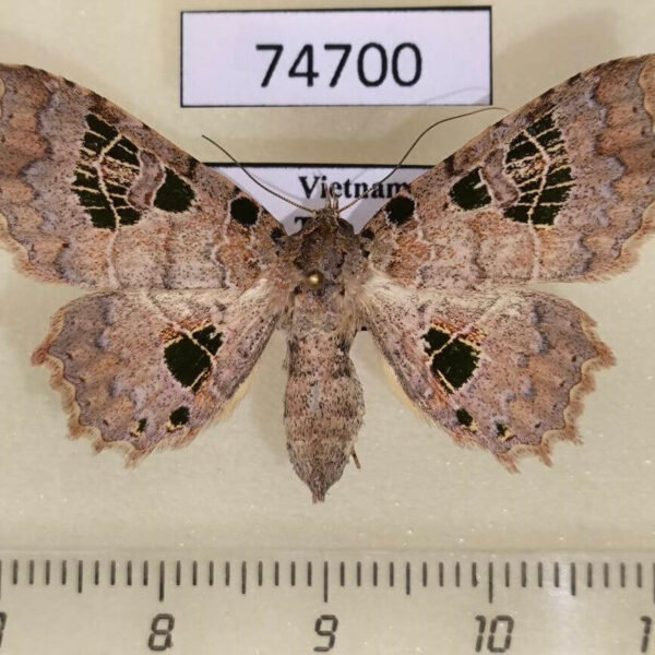 Noctuidae Tamba delicata f Vietnam
