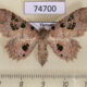 74700p Noctuidae Tamba delicata f Vietnam $12