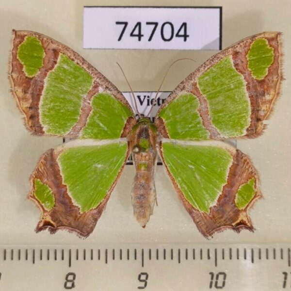 Geometridae Agathia carissima Vietnam