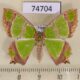 74704p Geometridae Agathia carissima Vietnam $12