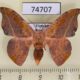 74707p Drepanidae Oreta extensa Vietnam $5