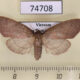 74708p Pyralidae sp. f Vietnam $6