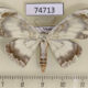 74713p Geometridae Somatina densifasciaria Vietnam $7