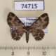 74715p Geometridae Eupithystis sp. infuscata Vietnam $5