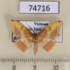 74716p Geometridae Heterolocha biplagiata Vietnam $5