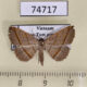 74717p Noctuidae Paracolax bilineata Vietnam $12