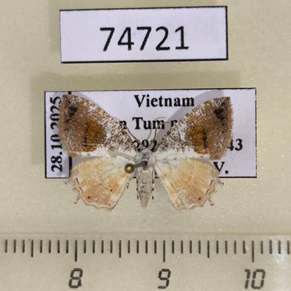 Uraniidae Epipleminae sp. Vietnam