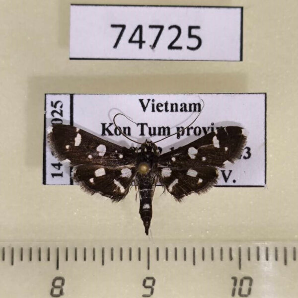 Crambidae Bocchoris inspersalis Vietnam