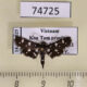 74725p Crambidae Bocchoris inspersalis Vietnam $6