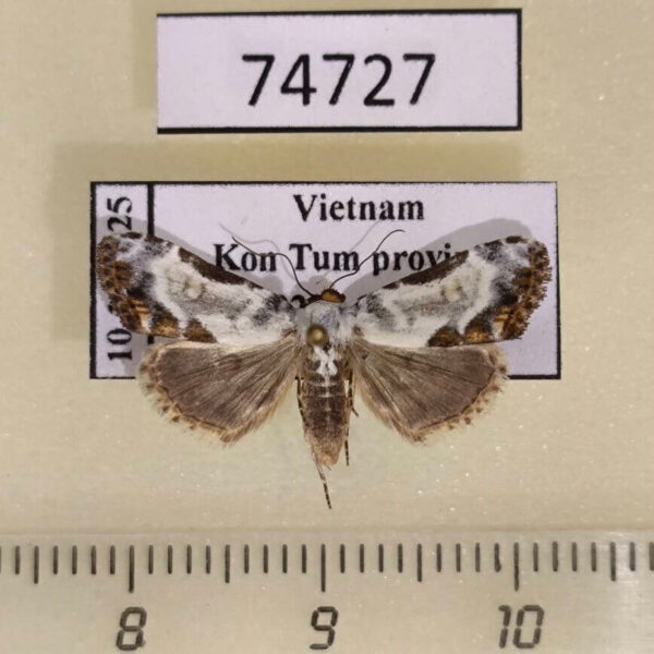 Noctuidae Nolinae sp. Vietnam