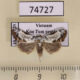 74727p Noctuidae Nolinae sp. Vietnam $12