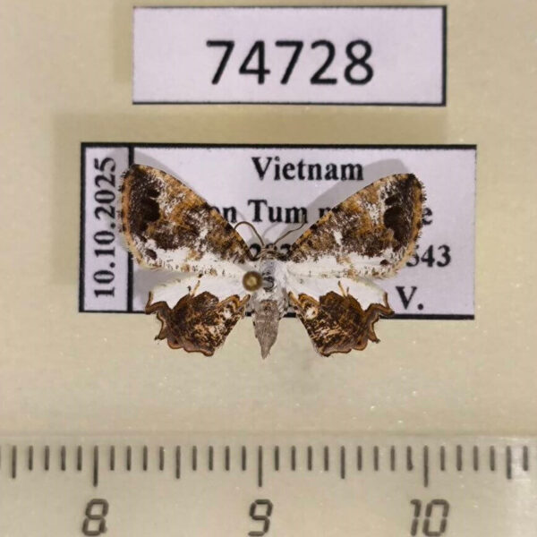 Uraniidae Europlema poecilaria Vietnam
