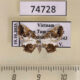 74728p Uraniidae Europlema poecilaria Vietnam $8