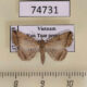 74731p Noctuidae Polypogon neleusalis Vietnam $9