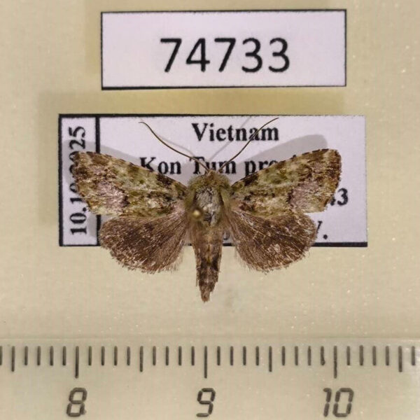 Noctuidae sp. Vietnam