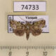 74733p Noctuidae sp. Vietnam $4