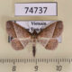74737p Noctuidae Dunira obliquilinea Vietnam $12