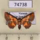 74738p Noctuidae Cerynea igniaria Vietnam $10