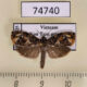 74740p Tortricidae sp. Vietnam $6