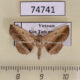 74741p Noctuidae Paracolax pectinatus Vietnam $8