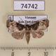 74742p Euteliidae Targalla albiceps Vietnam $6