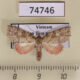 74746p Noctuidae Parolulis absimilis Vietnam $14