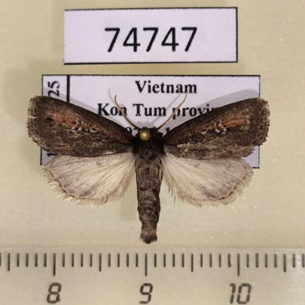 Noctuidae Sesamia sp. Vietnam