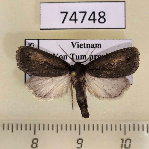 Noctuidae Sesamia sp. Vietnam