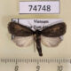 74748p Noctuidae Sesamia sp. Vietnam $10