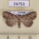 74753p Noctuidae Lithosiopsis papuana f Vietnam $9
