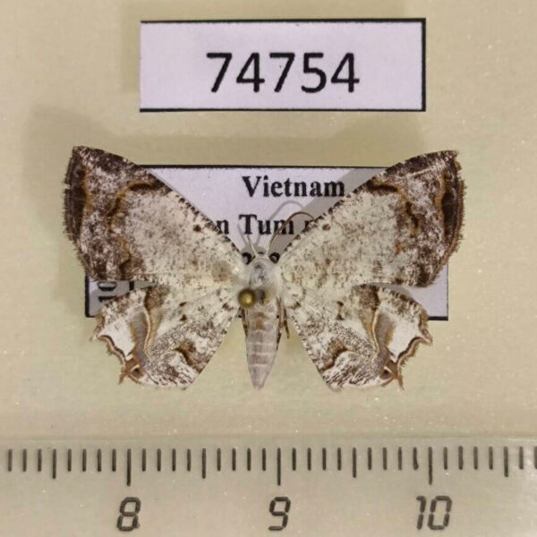 Uraniidae Dysaethria nigrifrons Vietnam