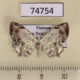 74754p Uraniidae Dysaethria nigrifrons Vietnam $9