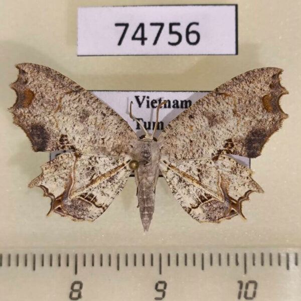 Uraniidae Dysaethria flavistriga Vietnam