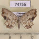 74756p Uraniidae Dysaethria flavistriga Vietnam $9