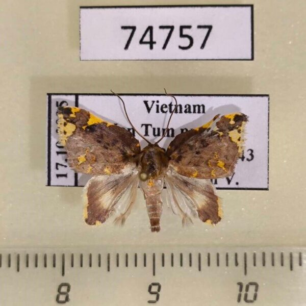 Noctuidae Cossedia hyriodes Vietnam