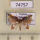 74757p Noctuidae Cossedia hyriodes Vietnam $10