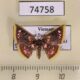 74758p Geometridae Chrysocraspeda abhadraca Vietnam $10